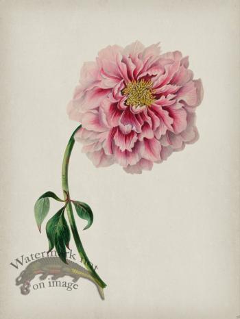 Andean Botanicals 038